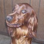 irish setter rescue dogs available2