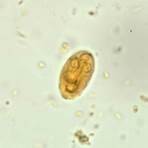 giardia lamblia cyst morphology2
