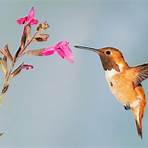 natural enemies of hummingbirds2
