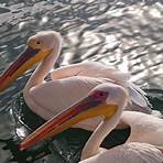 flamingo villa walvis bay3