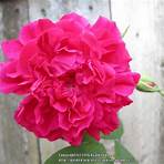 maggie rose bush4