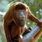 red howler monkey wikipedia4