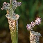 Carnivorous plant wikipedia1
