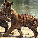 Bengal tiger3