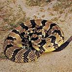 Snake wikipedia3