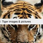tiger pictures2