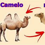 tudo sobre o camelo2