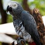 papagaio cinzento africano3
