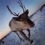 where did the nenets tribe move their reindeer to buy3