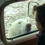 The Polar Bears of Churchill, with Ewan McGregor Film3