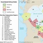 polar bears facts2