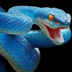 Are there poisonous snakes on plane?1