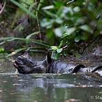 Berapa jumlah badak jawa di Taman Nasional Ujung Kulon?1