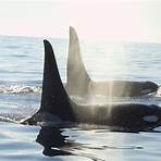 orca wale5