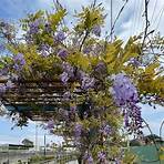 紫藤花種植方法1