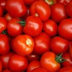 grüne tomaten sorten2
