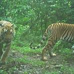 tiger information1