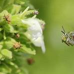 Hymenoptera wikipedia1