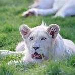 white lion4