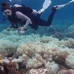 grande barriera corallina australiana morta2