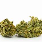 strongest strains in the world4