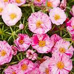 what is a moss rose plant family1