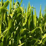 illinois corn growers association jobs available2