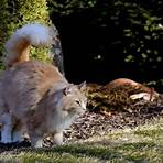 cat territorial behavior3