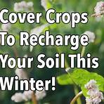 define cover crops2