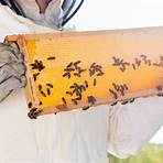 checking bee hive videos4