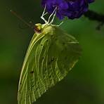 picture of butterfly2