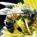 interesting facts about bees1