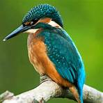 What does kingfisher do?3