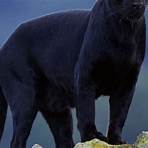 pantera negra animal características1