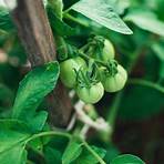 How do you stake roma tomato plants?2