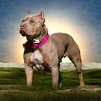 bully dogs for sale florida4