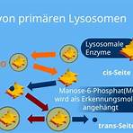 lysosomen3