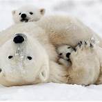 Polar bear wikipedia5
