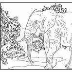 elefante desenho1