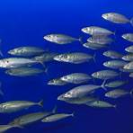 what does the expression plenty of fish in the sea mean in spanish2