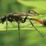 wasp species2