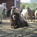 is a newfoundland a good guard dog for goats to buy2