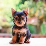 yorkshire terrier micro3