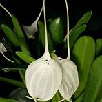 White Orchid4