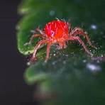 紅蜘蛛是什麼科?2