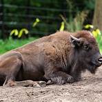 american bison5
