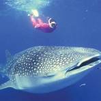 whale shark1