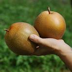 梨子品種4