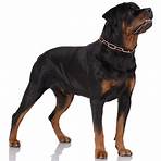 rottweiler5