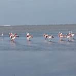 namibia walvis bay flamingo4